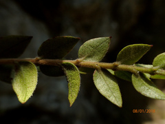 Metrosideros colensoi