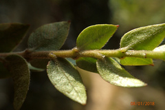 Metrosideros colensoi
