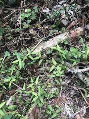 Spondylurus nitidus