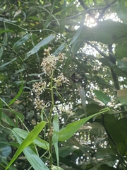 Flagellaria indica