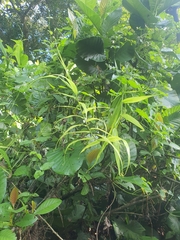 Flagellaria indica