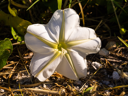 Moonflower