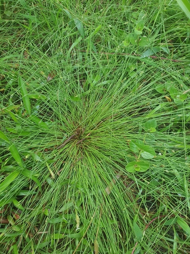 Image of Fimbristylis acuminata by (c) Cheongweei Gan, some rights reserved (CC BY)