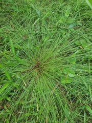 Fimbristylis acuminata