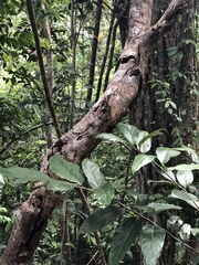 Ocotea leucoxylon