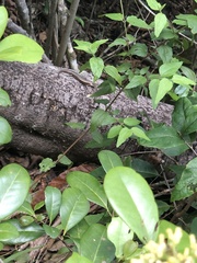 Spondylurus nitidus