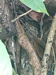 Spondylurus nitidus
