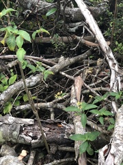 Palicourea pubescens