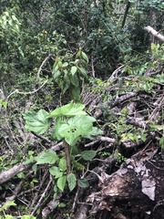 Cecropia schreberiana