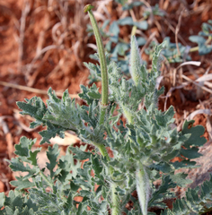 Glaucium corniculatum