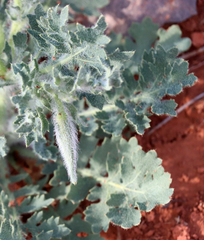 Glaucium corniculatum