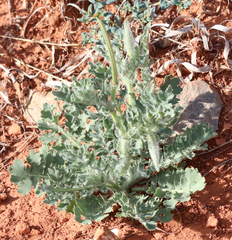 Glaucium corniculatum