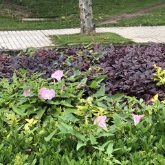 Calystegia hederacea