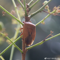 Tessaratoma papillosa