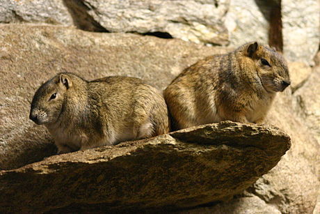 Rock Cavies