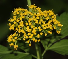 Zizia trifoliata
