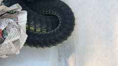 Dispholidus typus typus