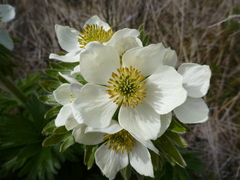 Anemonastrum villosissimum