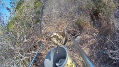 Bitis arietans arietans