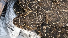 Bitis arietans arietans