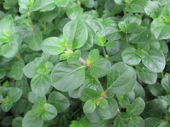 Amaranthaceae