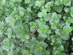 Amaranthaceae