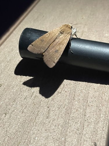 iNaturalist observation photo of Large Yellow Underwing