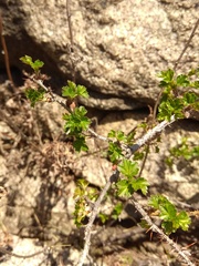 Ribes aciculare