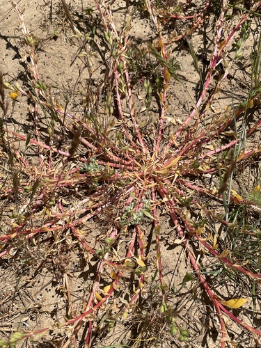 iNaturalist observation photo of Brewer's redmaids