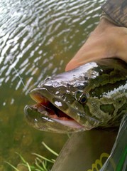 Channa argus