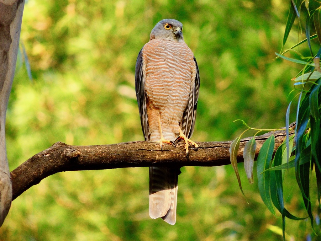 Eurasian sparrowhawk - Wikipedia