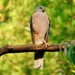Collared Sparrowhawk - Photo (c) cinclosoma, some rights reserved (CC BY-NC), uploaded by cinclosoma