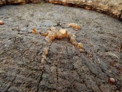 Auricularia auricula-judae