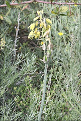 Albuca fragrans
