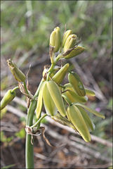 Albuca fragrans