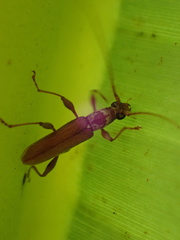 Ceresium zeylanicum