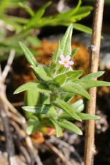 Microsteris gracilis