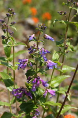 Penstemon ovatus