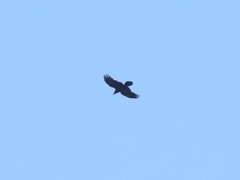 Corvus corax