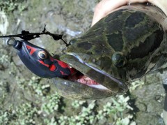 Channa argus