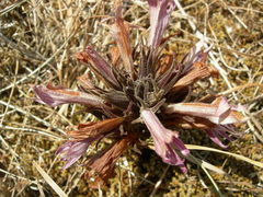 Aphyllon californicum californicum
