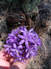Dichelostemma multiflorum
