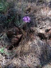 Dichelostemma multiflorum