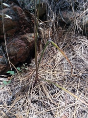 Dichelostemma multiflorum