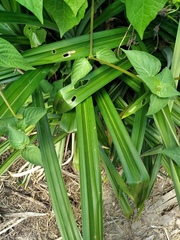 Pandanus amaryllifolius
