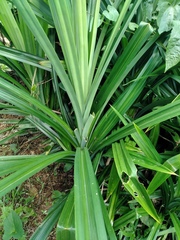 Pandanus amaryllifolius