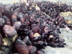 Brachidontes rostratus