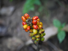 Arisaema tortuosum