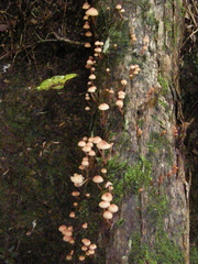 Mycena mariae