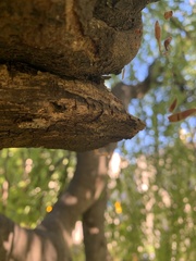 Pholcidae